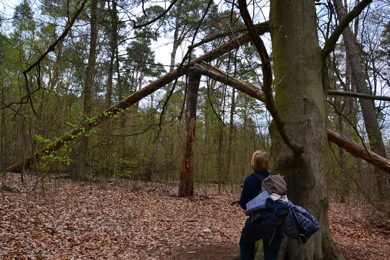 Daniela Sander-Lehmann läuft durch den Wald, Rückansicht.